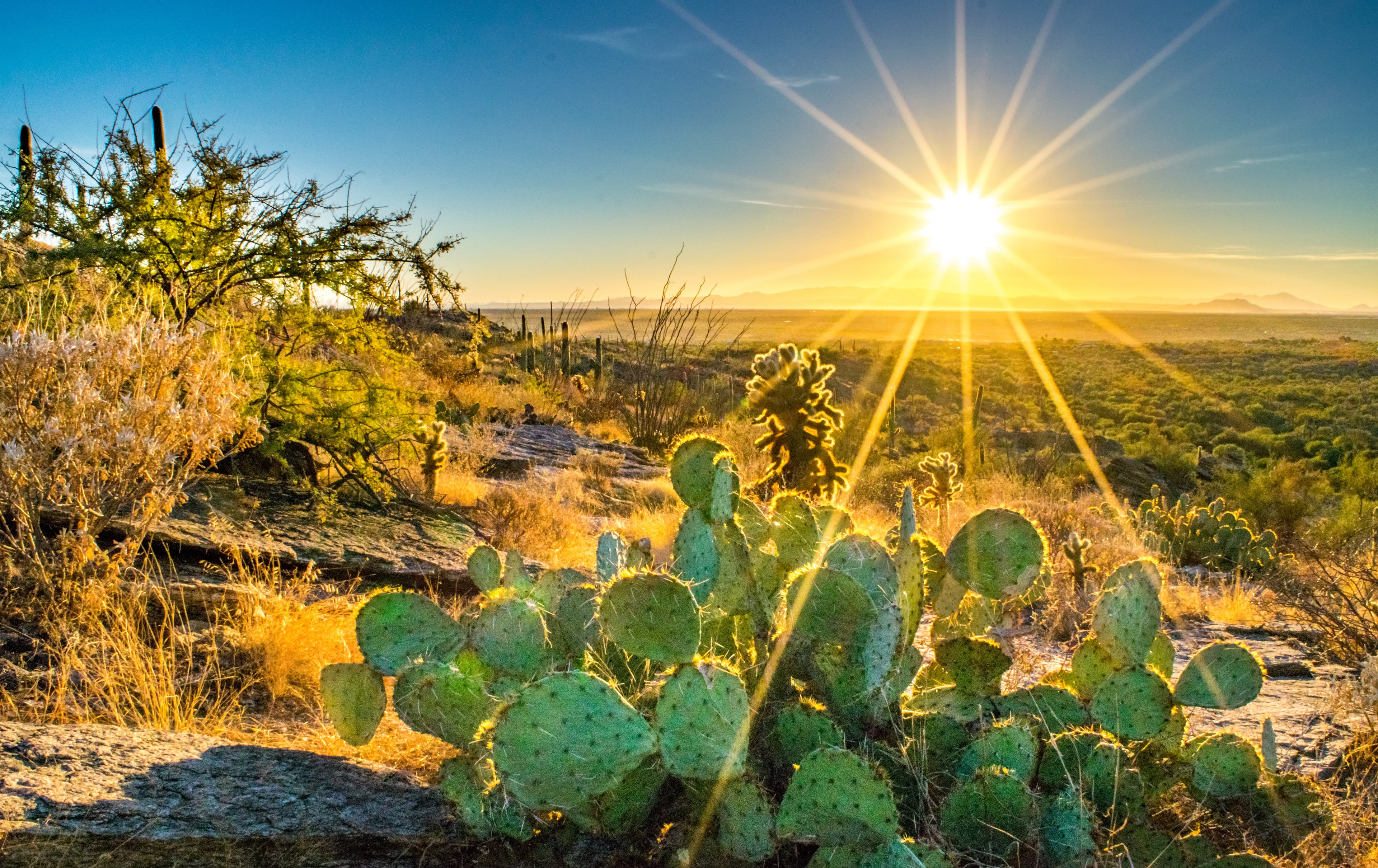 299334660_Environmental_Cactus_Sun