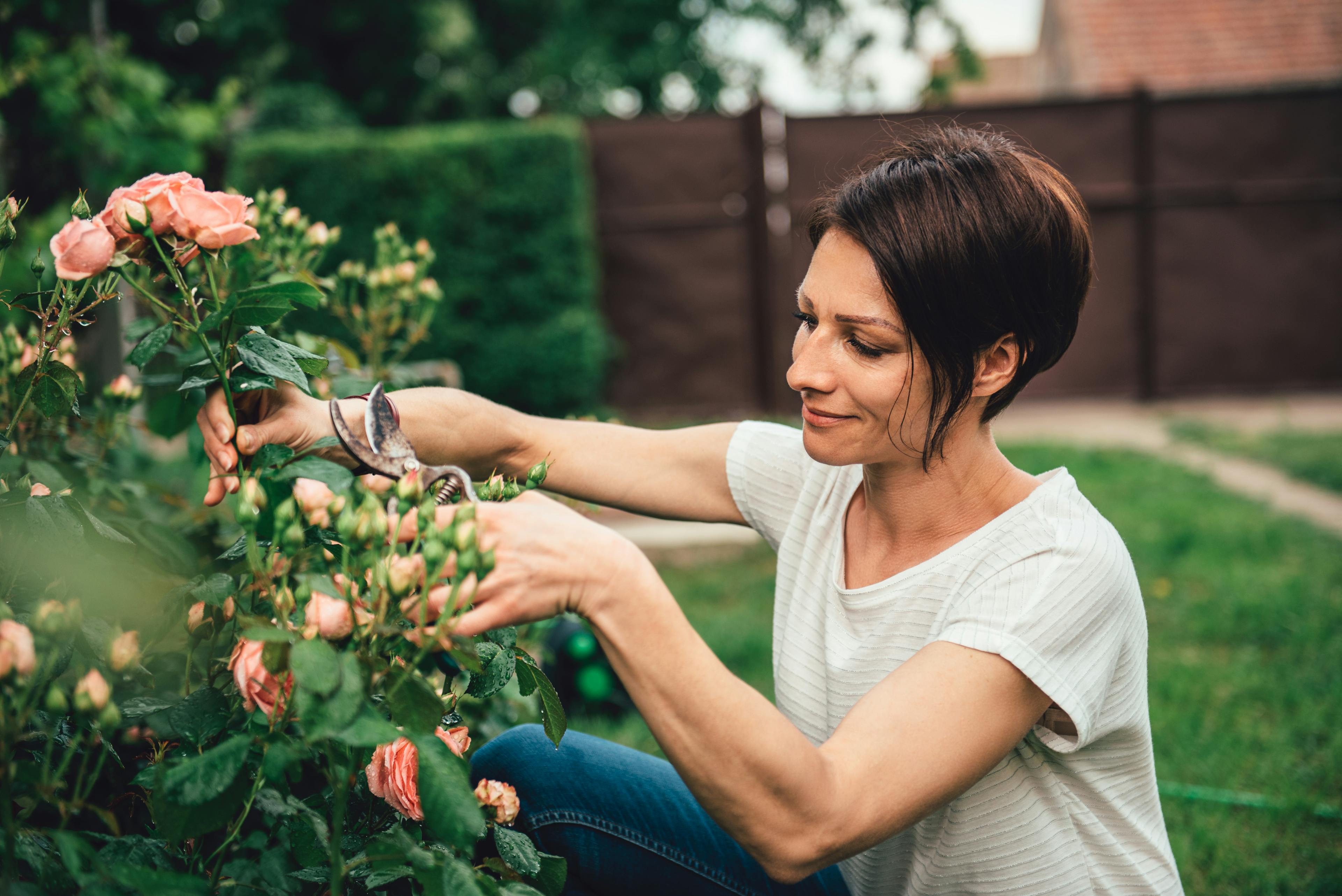 Woman wearing white shirt smiling and pruning roses in the backyard garden