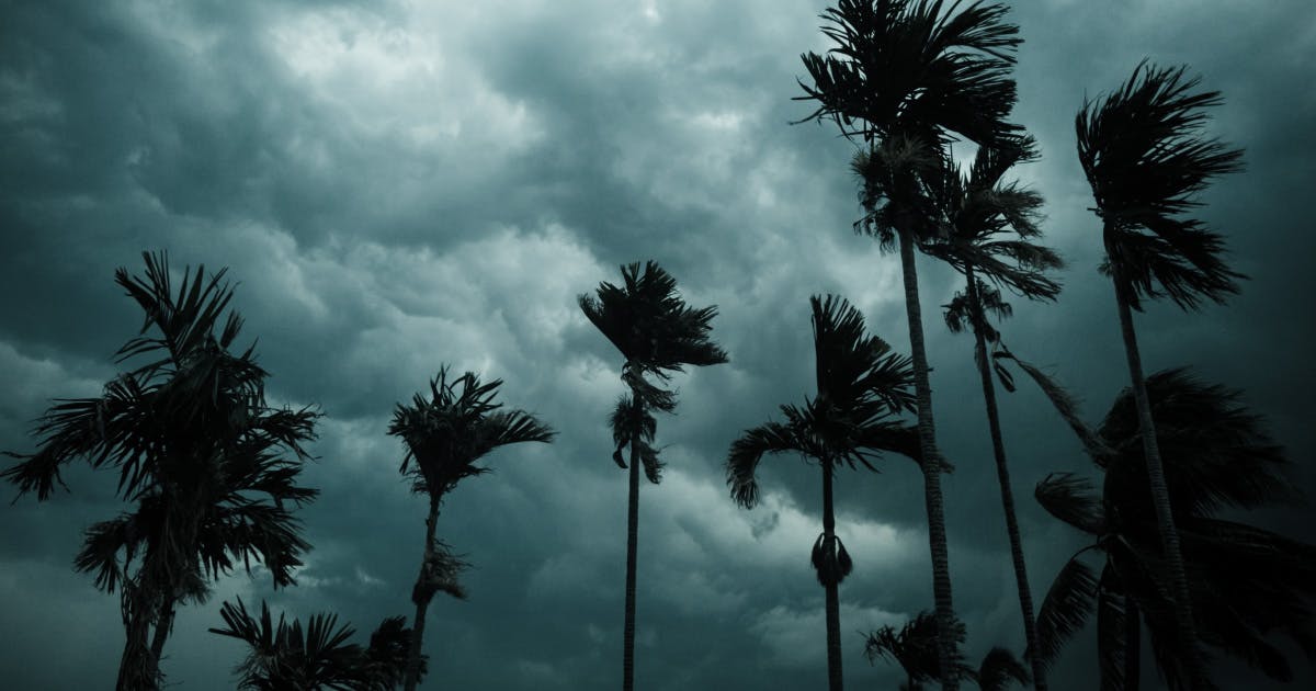 Palm trees in a wind.