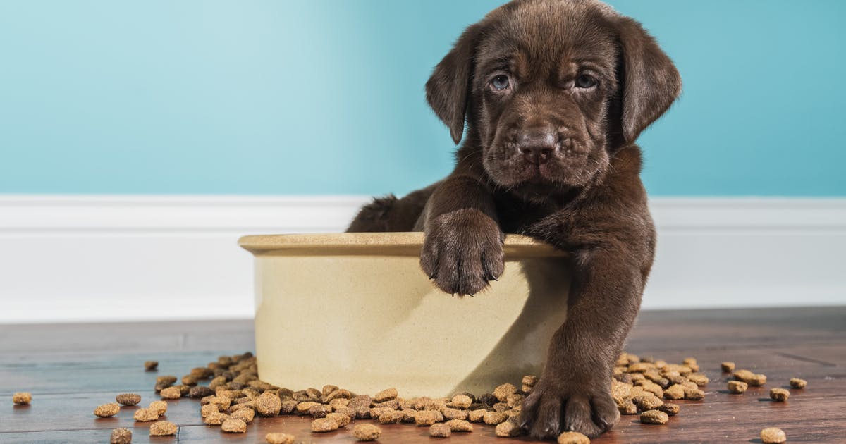 A puppy in a dog bowl, surrounded by spilled kibble