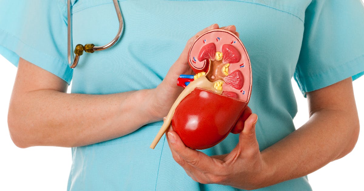 Close-up of a doctor holding an anatomical model of a kidney