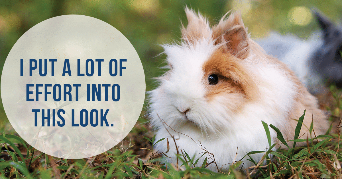 'A fluffy rabbit saying: "I put a lot of effort into this look".
