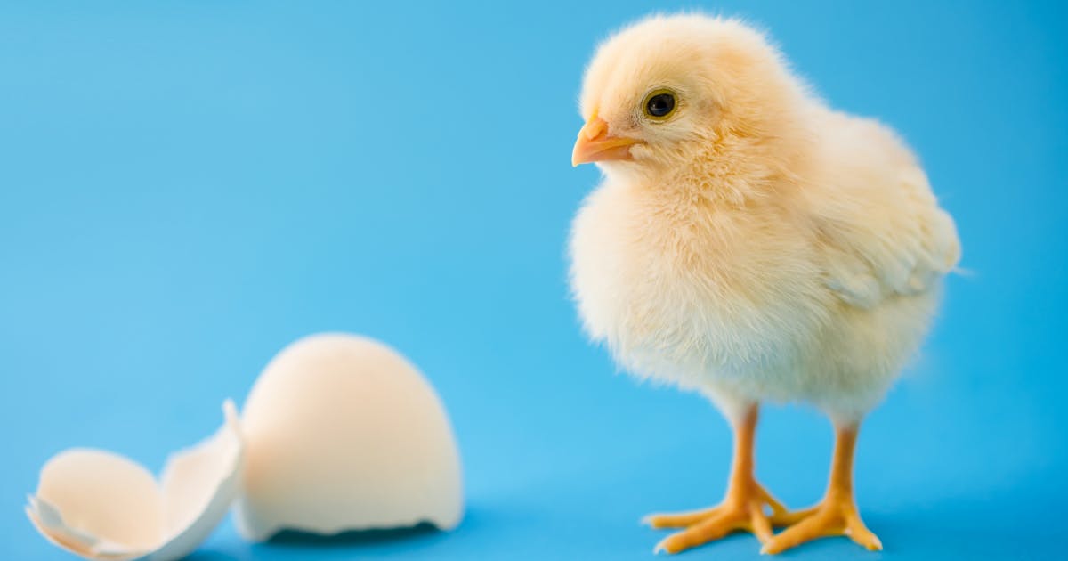 A newly hatched chicken stands by a broken egg shell.