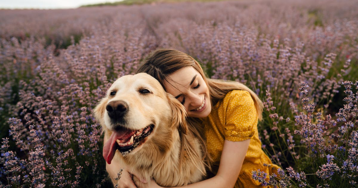 A woman hugs a golden retriever in a field of lavender