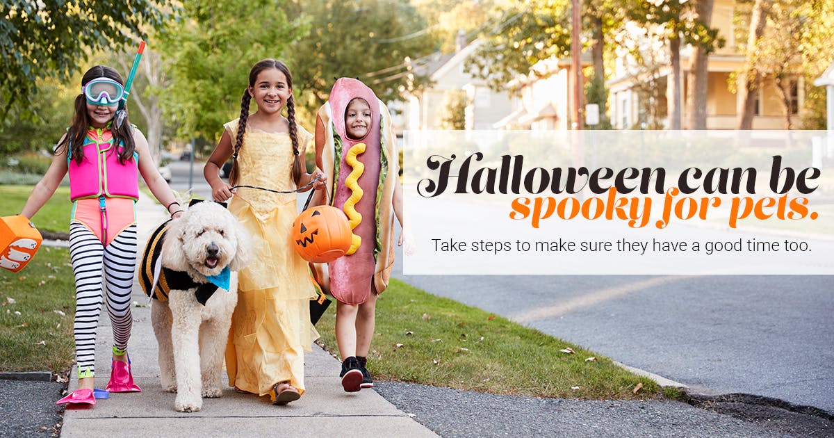 Halloween can be spooky for pets. Take steps to make sure they have a good time too.