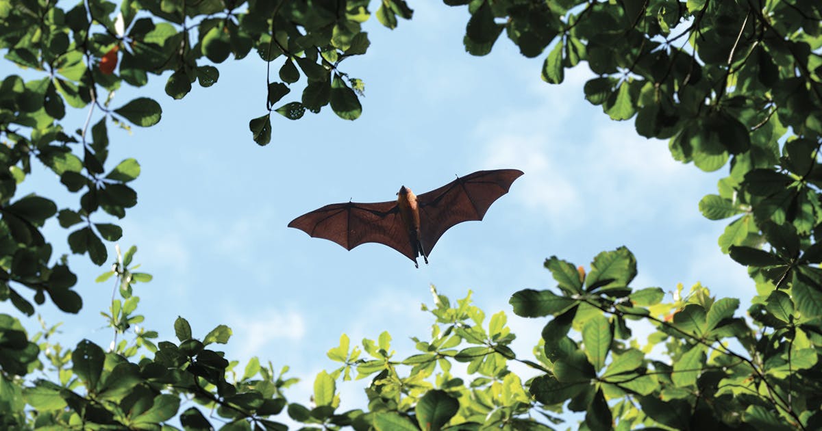 A bat flies through the sky.