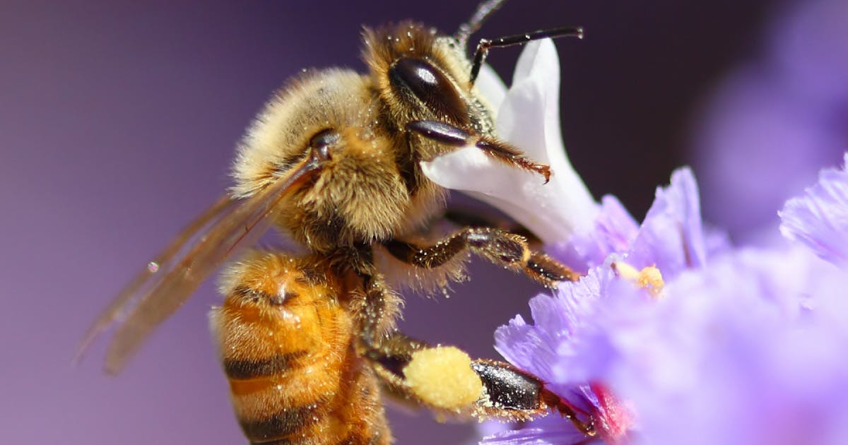 A bee pollinating a purple flower blossom.
