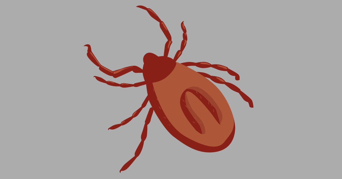 A simple red and brown illustration of a tick on a gray background  . 