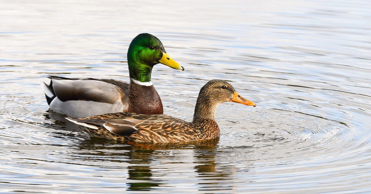  A male and female duck swim.