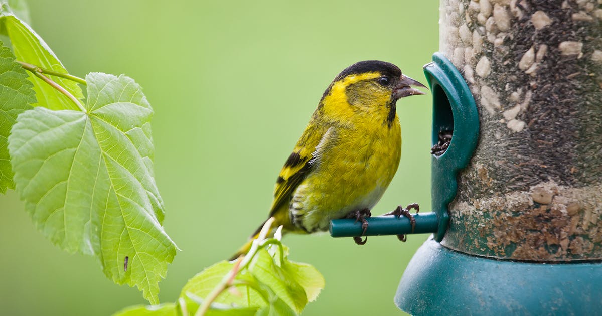 A bird using a bird feeder.