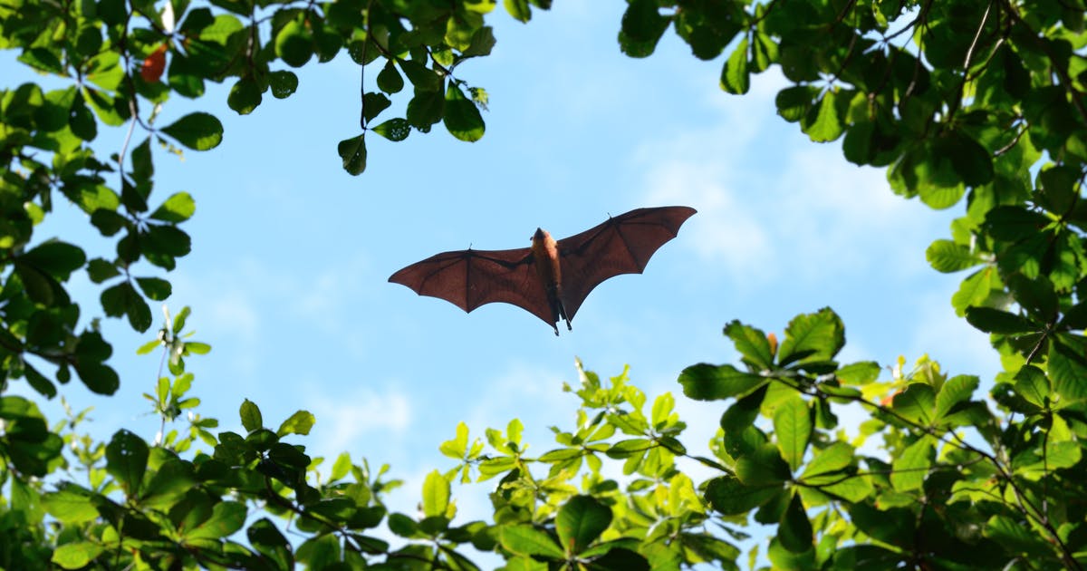 A bat soars over green leaves in daylight