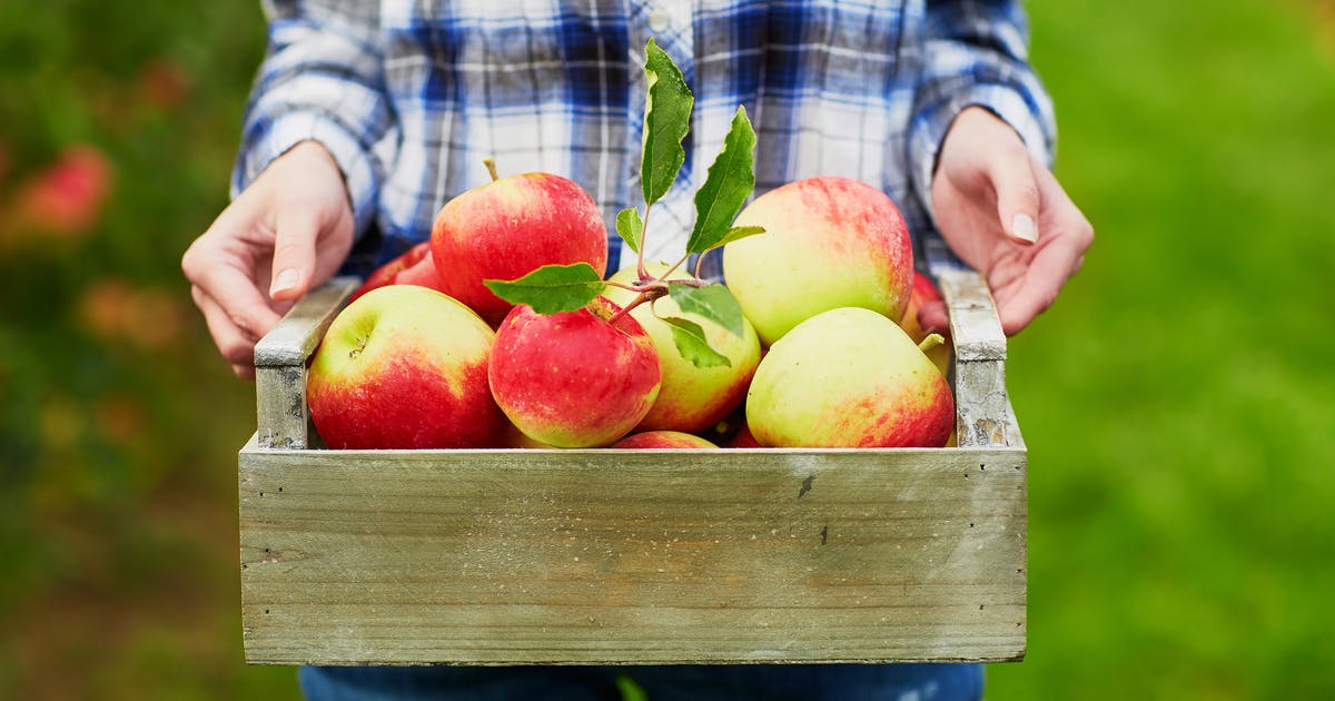 Hands holding a crate of freshly picked apples
